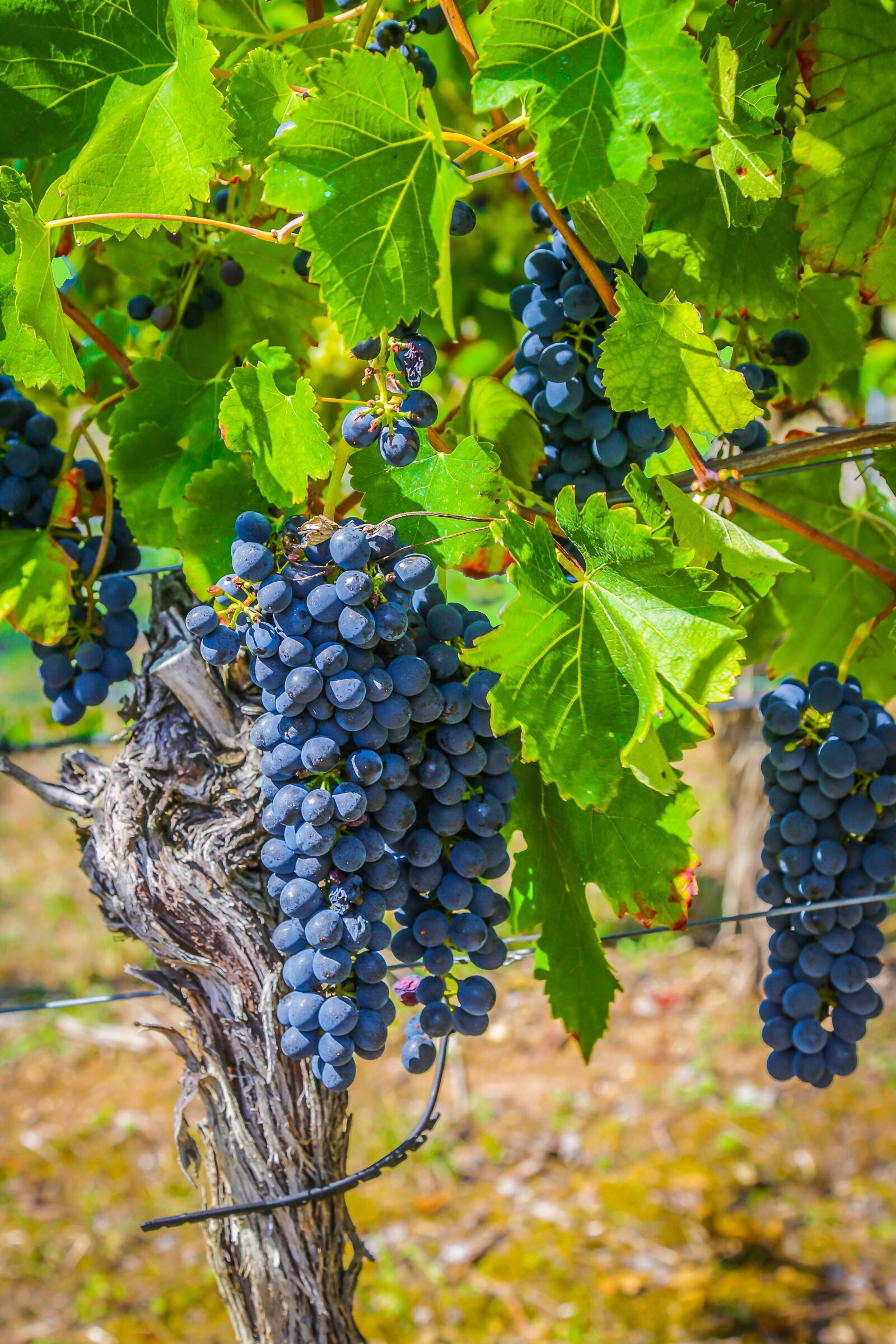 Canon EF 24-105mm F4L IS USM sample photo. Wine, grape, winegrowing photography