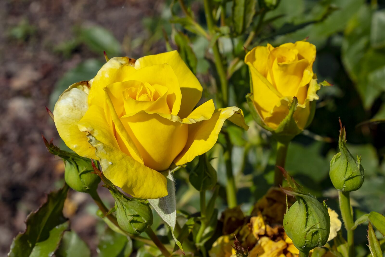 Canon EOS 1300D (EOS Rebel T6 / EOS Kiss X80) sample photo. Rose, tea rose, flower photography