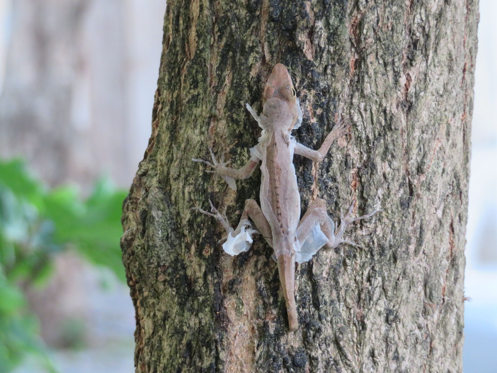 Canon PowerShot SX720 HS sample photo. Lizard, shedding, reptile photography