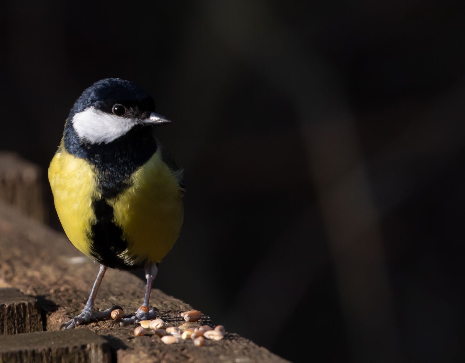 Canon EOS 7D Mark II sample photo. Great tit, feeding tit photography