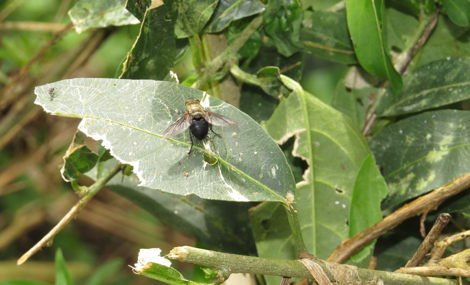 Canon PowerShot SX50 HS sample photo. Nature, insects, quindio photography
