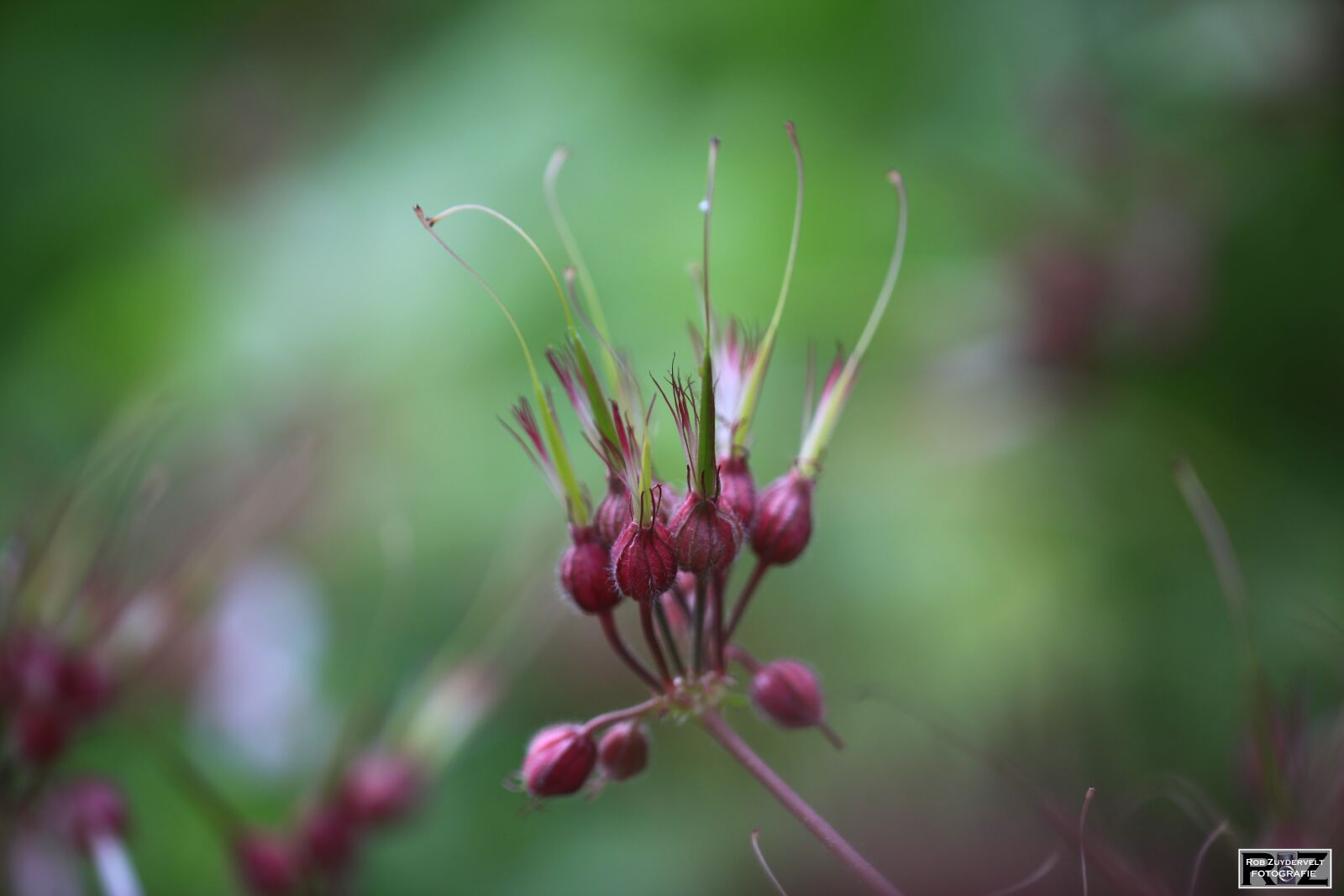 Canon EOS 5D Mark II sample photo. Flower, close-up, spring photography