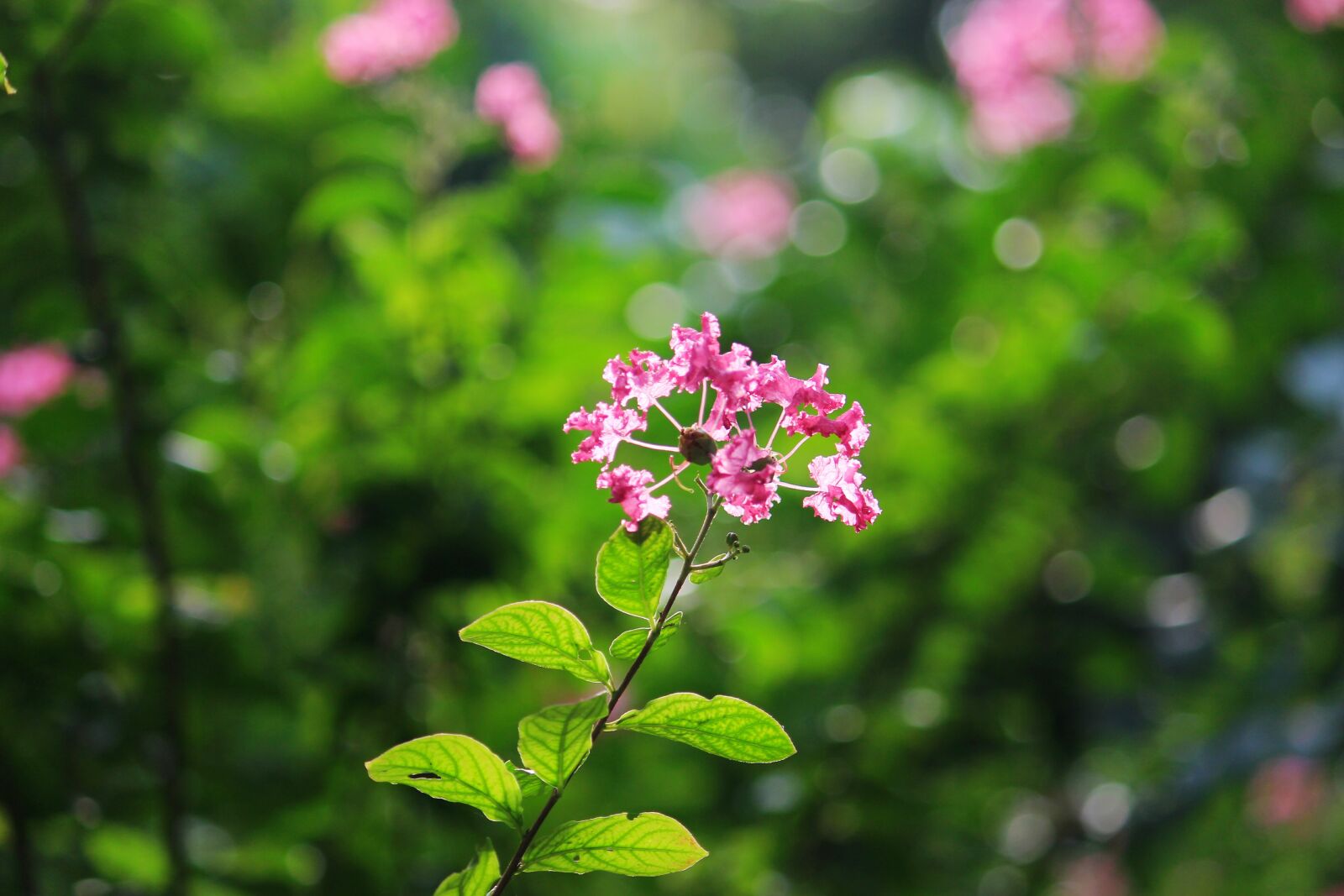 Canon EOS 700D (EOS Rebel T5i / EOS Kiss X7i) sample photo. Flower, beauty, nature photography