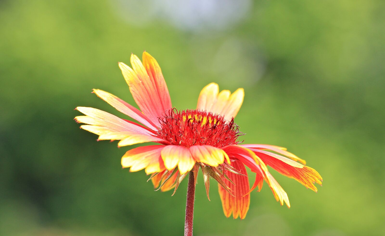 Canon EOS 550D (EOS Rebel T2i / EOS Kiss X4) sample photo. Flower, blossom, bloom photography