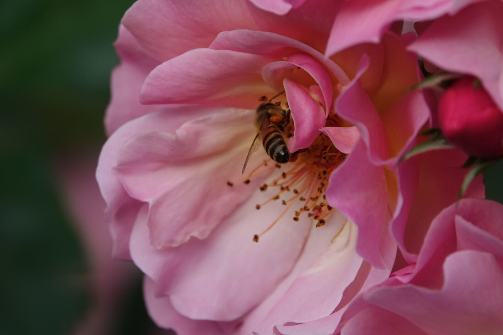 Sony Cyber-shot DSC-RX10 III sample photo. Bee, bloom, insect photography