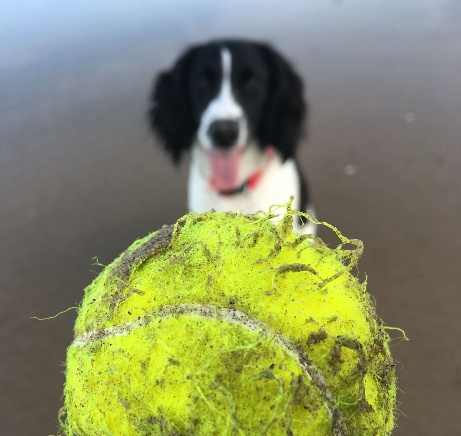 Apple iPhone 6s sample photo. Portrait, dog, desktop photography