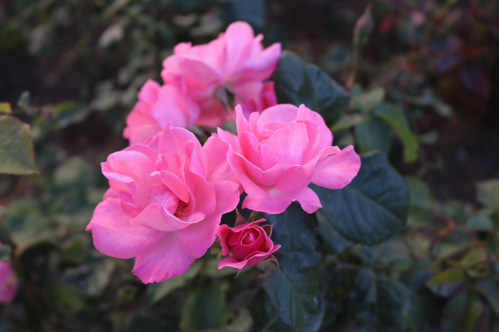 Canon EOS 700D (EOS Rebel T5i / EOS Kiss X7i) sample photo. Rose, flower, pink rose photography