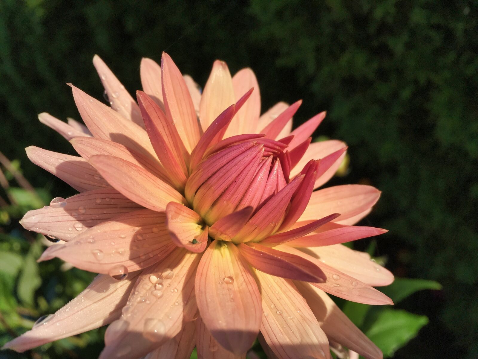 Apple iPhone 6 sample photo. Nature, flower, plant photography