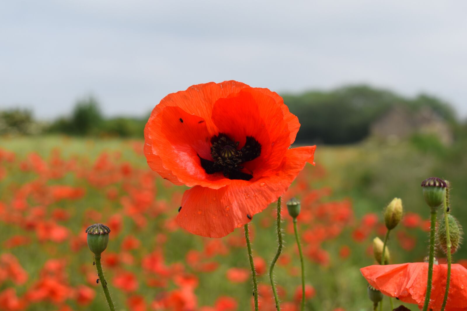 Nikon D3300 sample photo. Poppy, red, summer photography