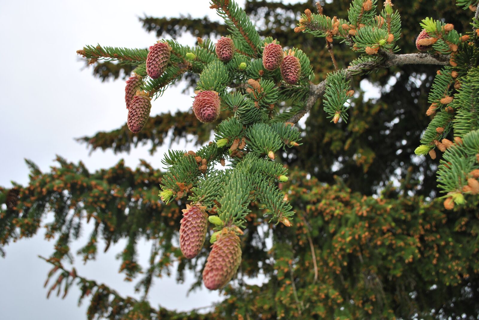 Nikon D3000 sample photo. Tree, nature, forest photography