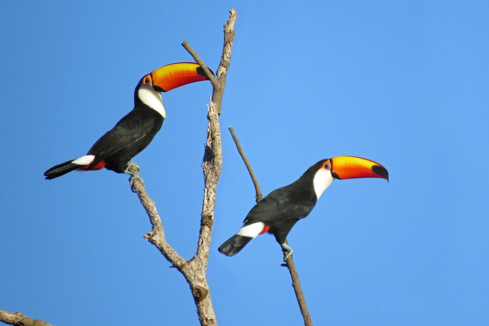 Canon PowerShot SX50 HS sample photo. Tucano, bird, plumage photography