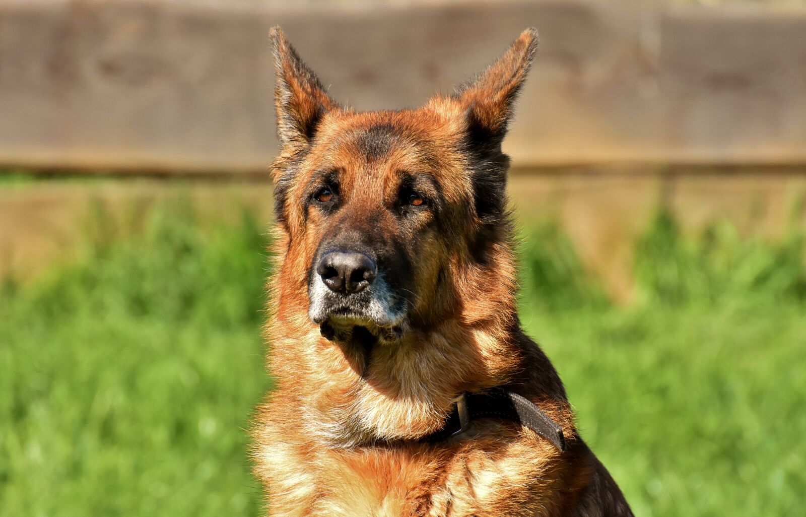 Nikon D7200 sample photo. Dog, sch fer dog photography