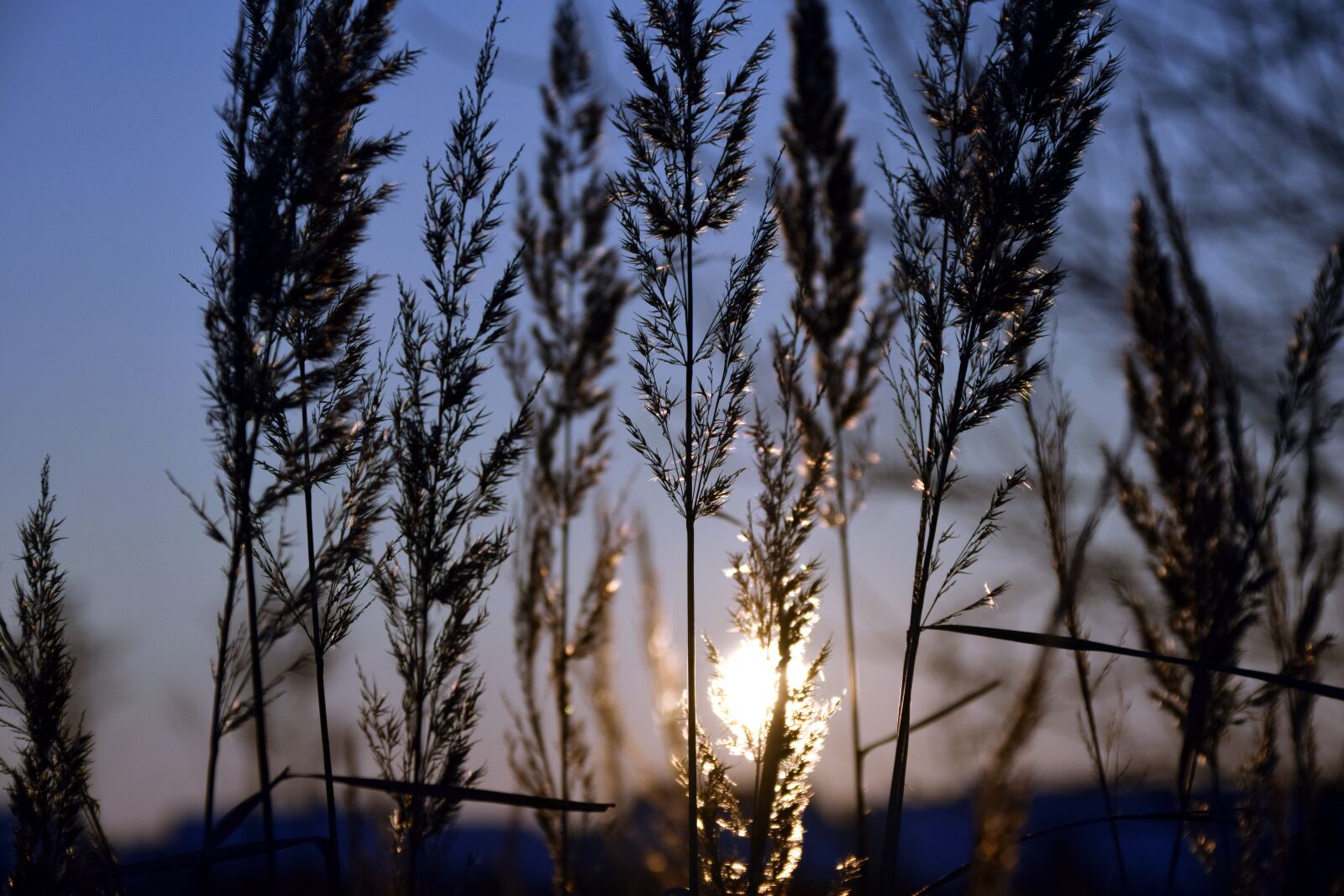 Nikon D3300 sample photo. Grass, sunset, evening photography