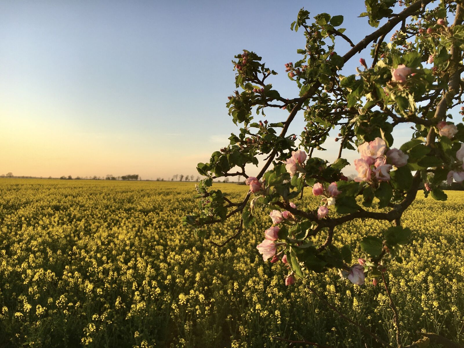 Apple iPhone 6s sample photo. Apple blossom, blossom, bloom photography