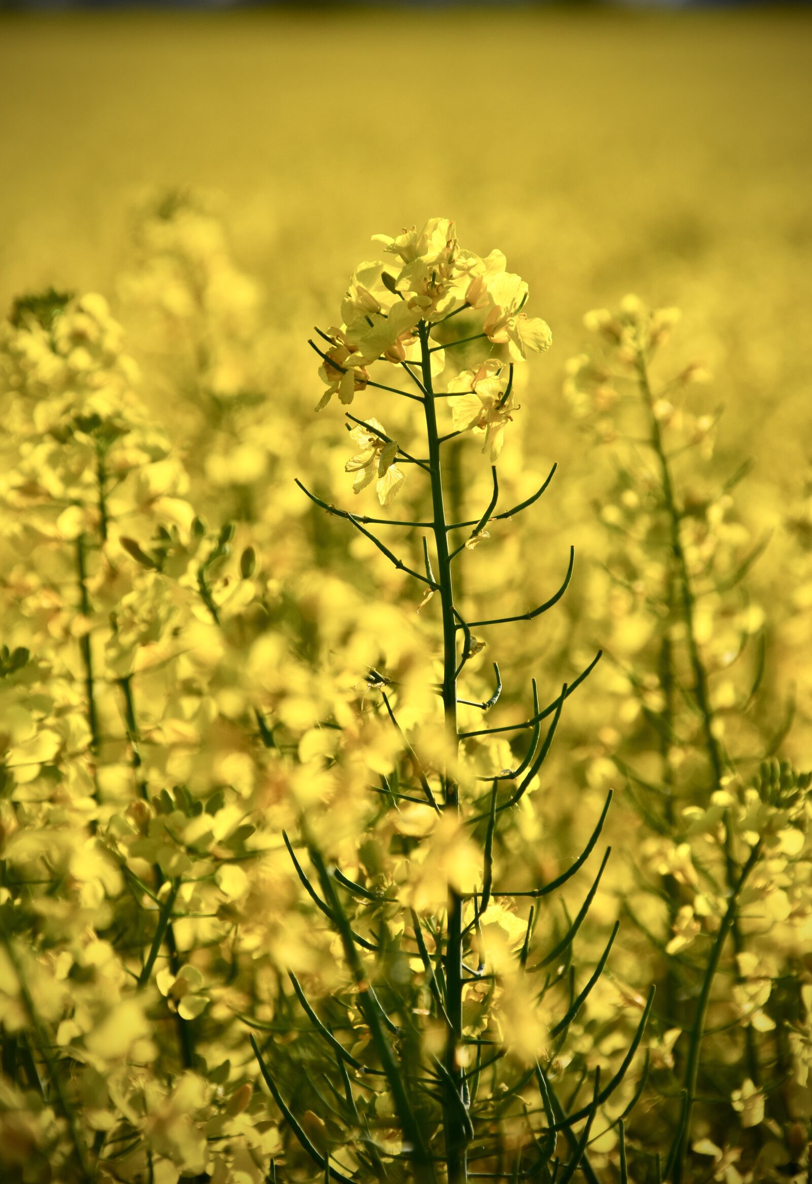 Nikon D5300 sample photo. Yellow, flowers, field photography