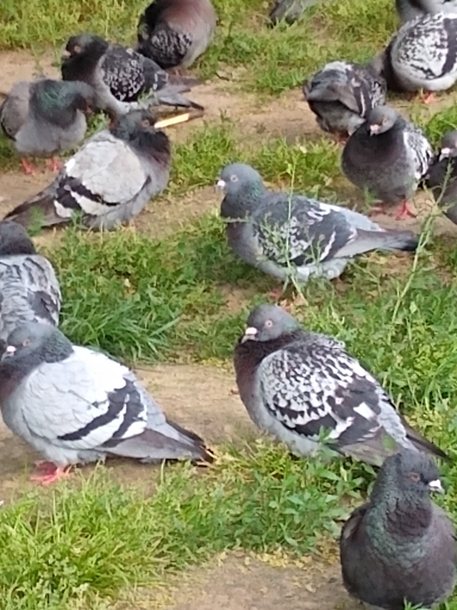 Motorola moto g(8) plus sample photo. Pigeons, birds, park photography
