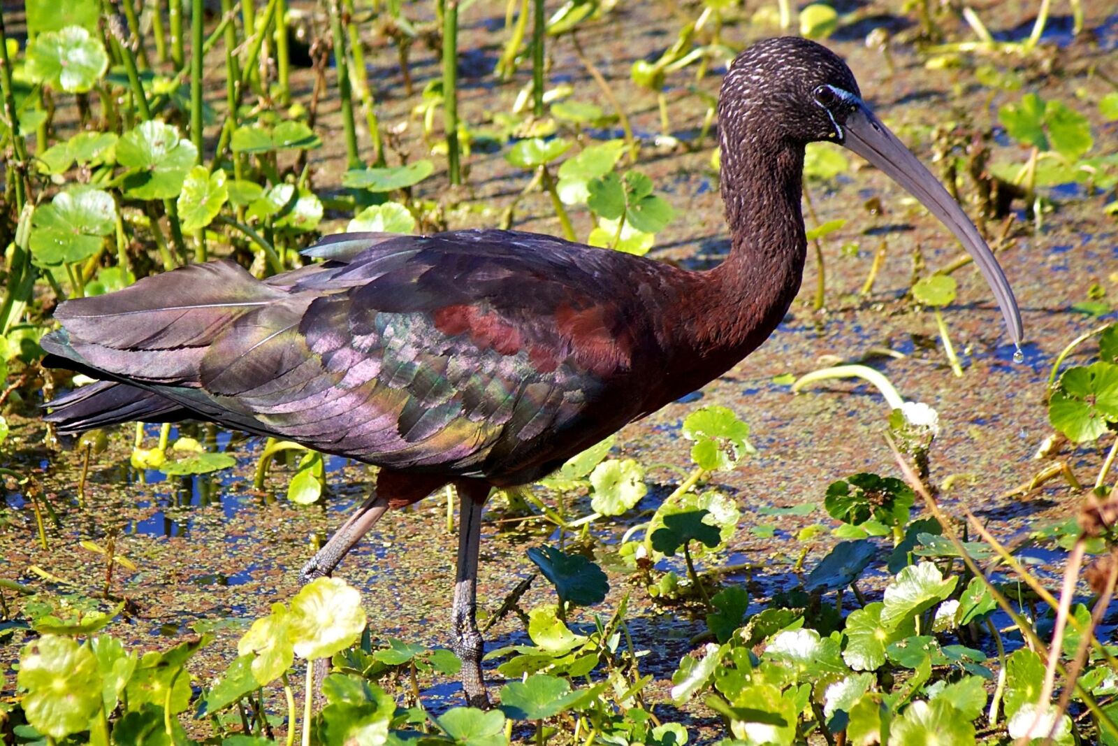 Canon EOS 50D sample photo. Glossy, ibis, bird, swam photography