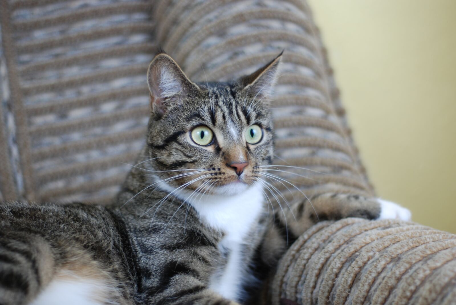 Nikon D80 sample photo. Cat, eyes, portrait photography