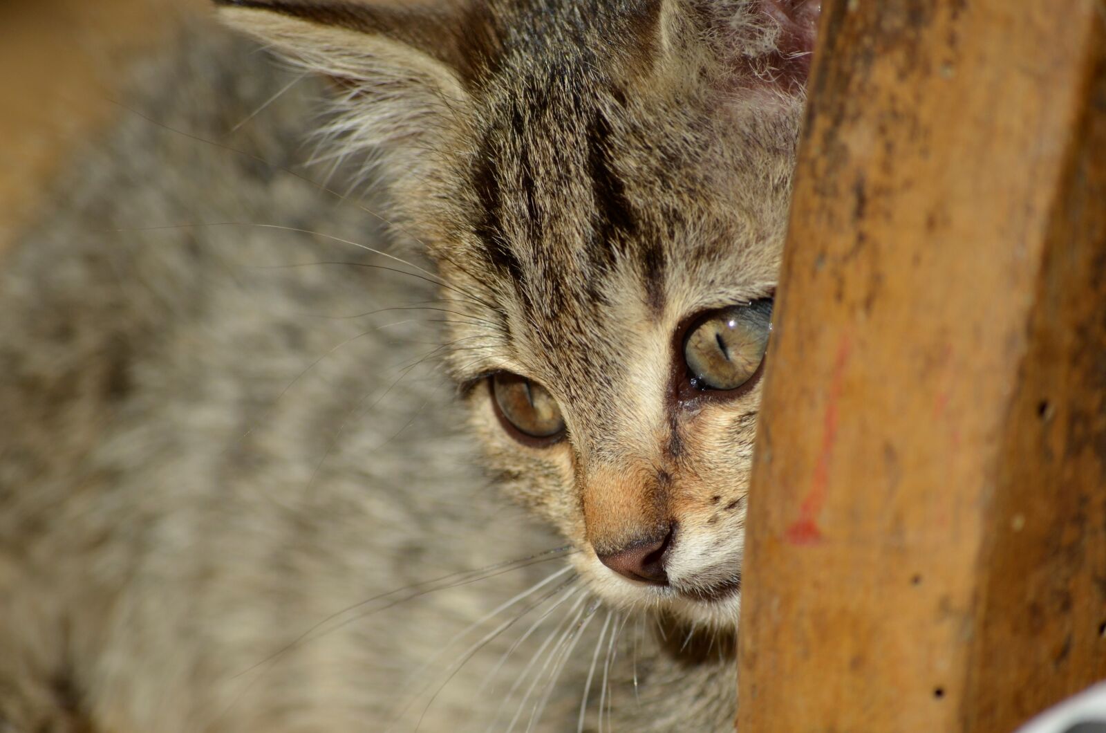 Nikon D5100 sample photo. Tiger, cat, baby photography