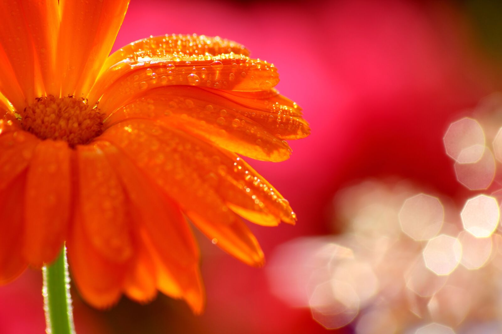 Canon EOS 600D (Rebel EOS T3i / EOS Kiss X5) sample photo. Flower, water, drop of photography