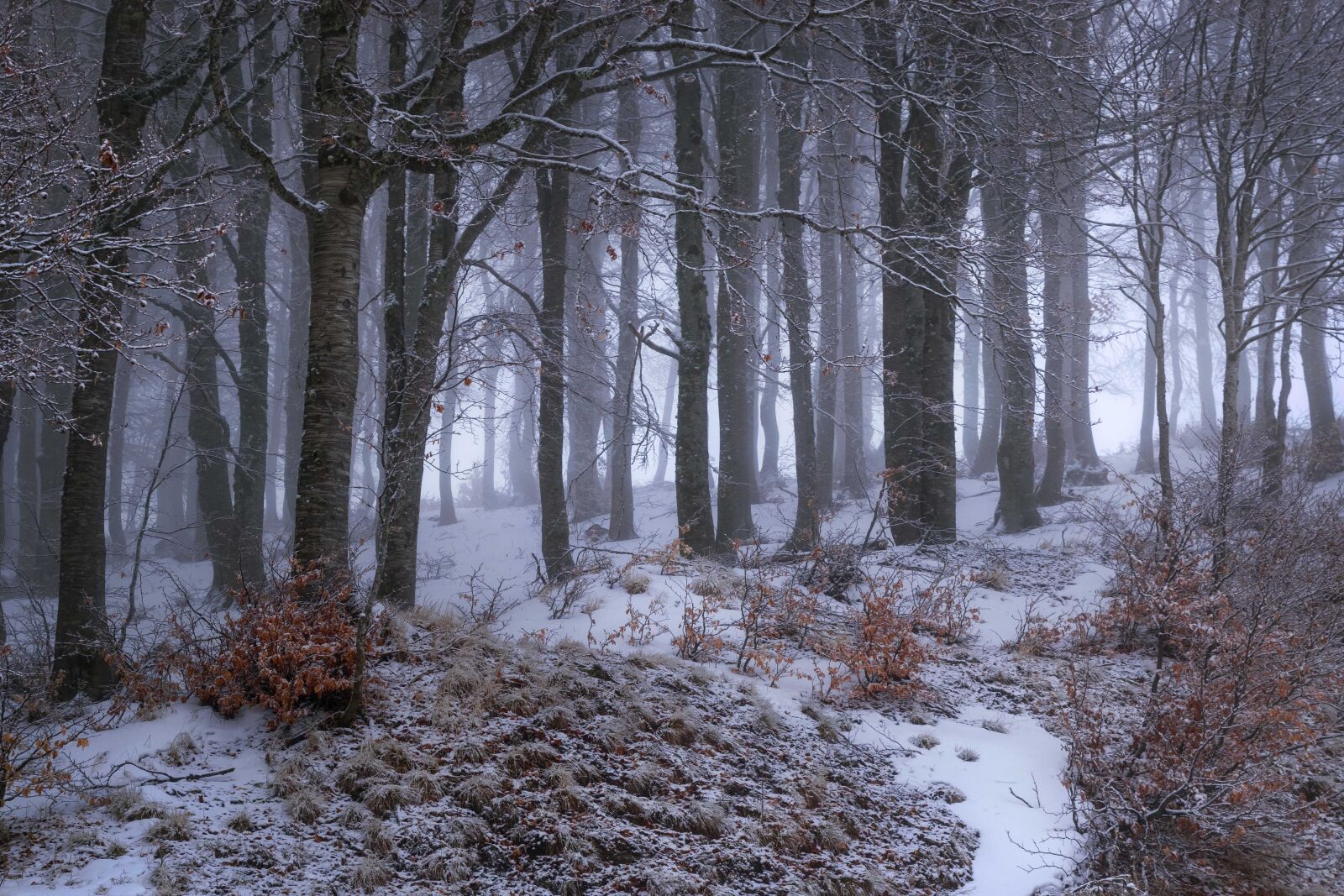 Tamron SP 24-70mm F2.8 Di VC USD sample photo. Snow, cold, trees photography