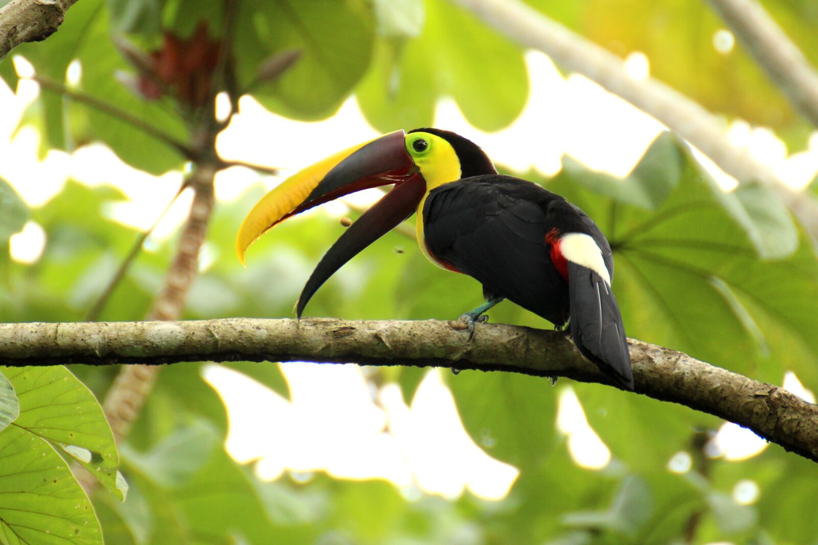 Canon EOS 700D (EOS Rebel T5i / EOS Kiss X7i) sample photo. Toucan, brown back-toucan, costa photography