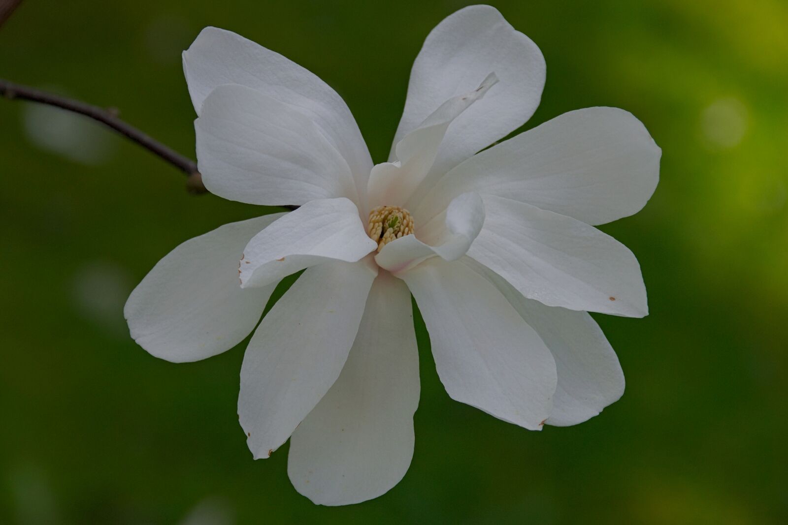 Nikon D3300 sample photo. Kwitniecie, spring, nature photography