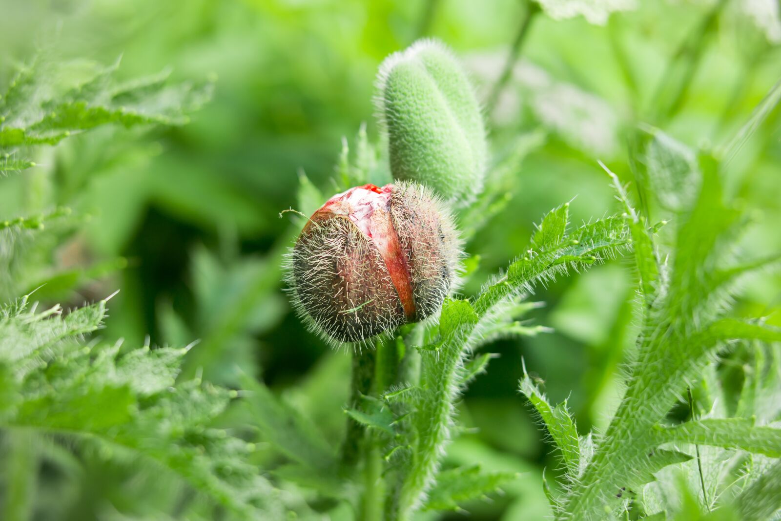 Samsung NX300M sample photo. Poppy, bud, poppy bud photography
