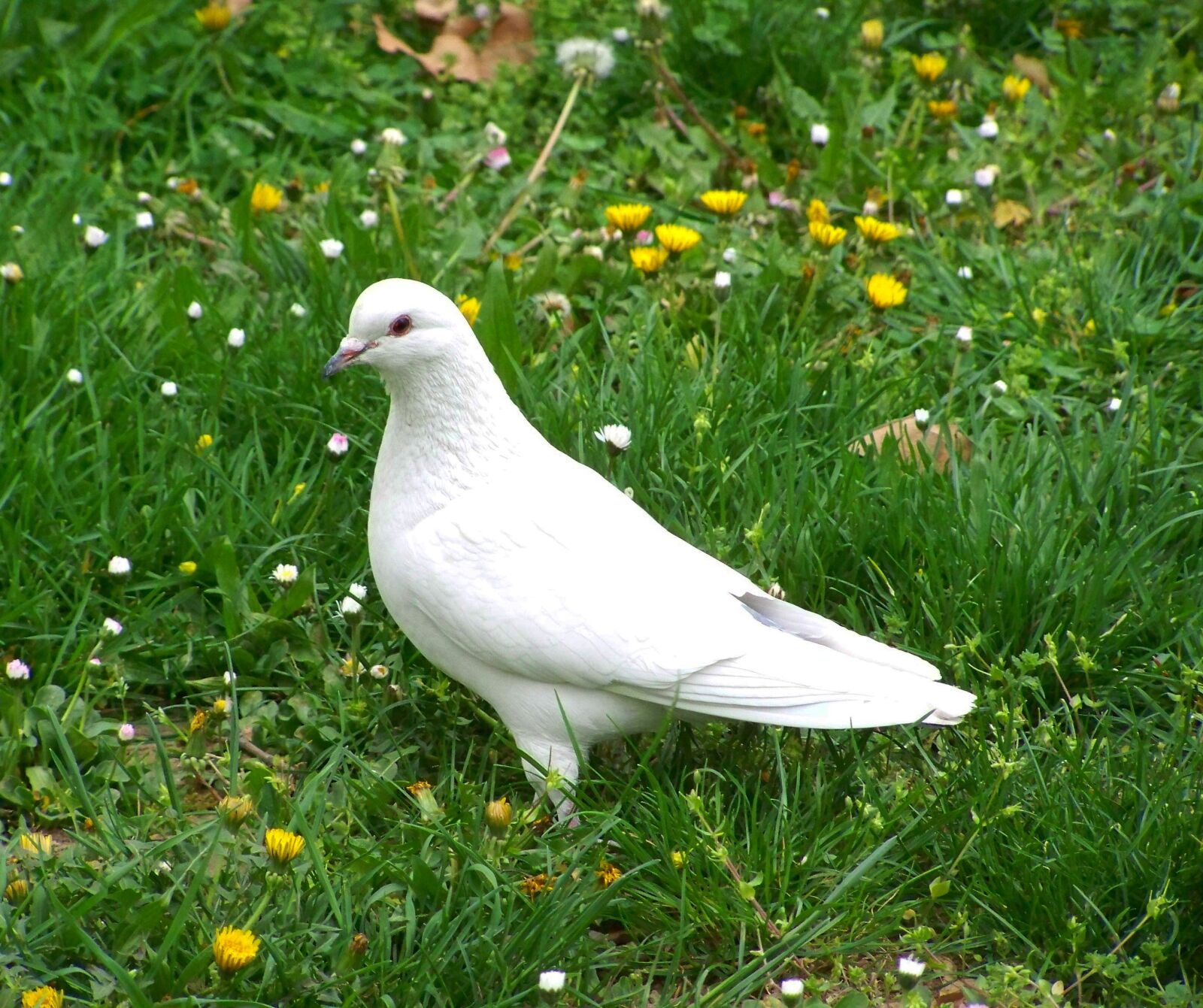 Kodak EASYSHARE ZD710 ZOOM DIGITAL CAMERA sample photo. White dove, bird, animal photography