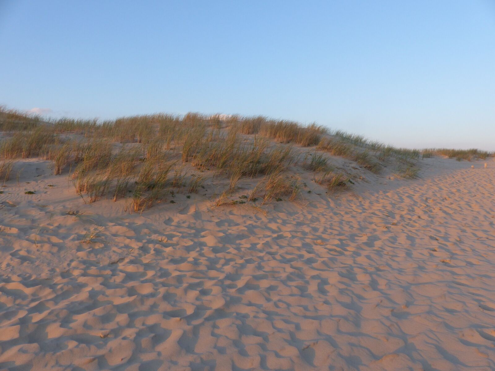 Panasonic Lumix DMC-FZ200 sample photo. Beach, dune, herbs photography