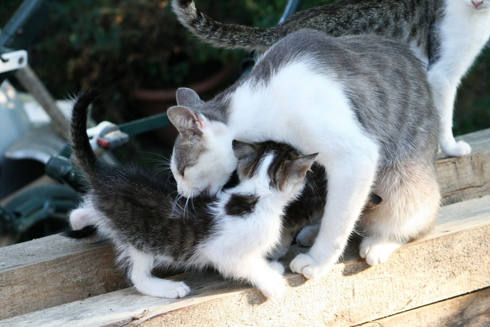 Canon EOS 400D (EOS Digital Rebel XTi / EOS Kiss Digital X) sample photo. Kitten, cat, kids photography