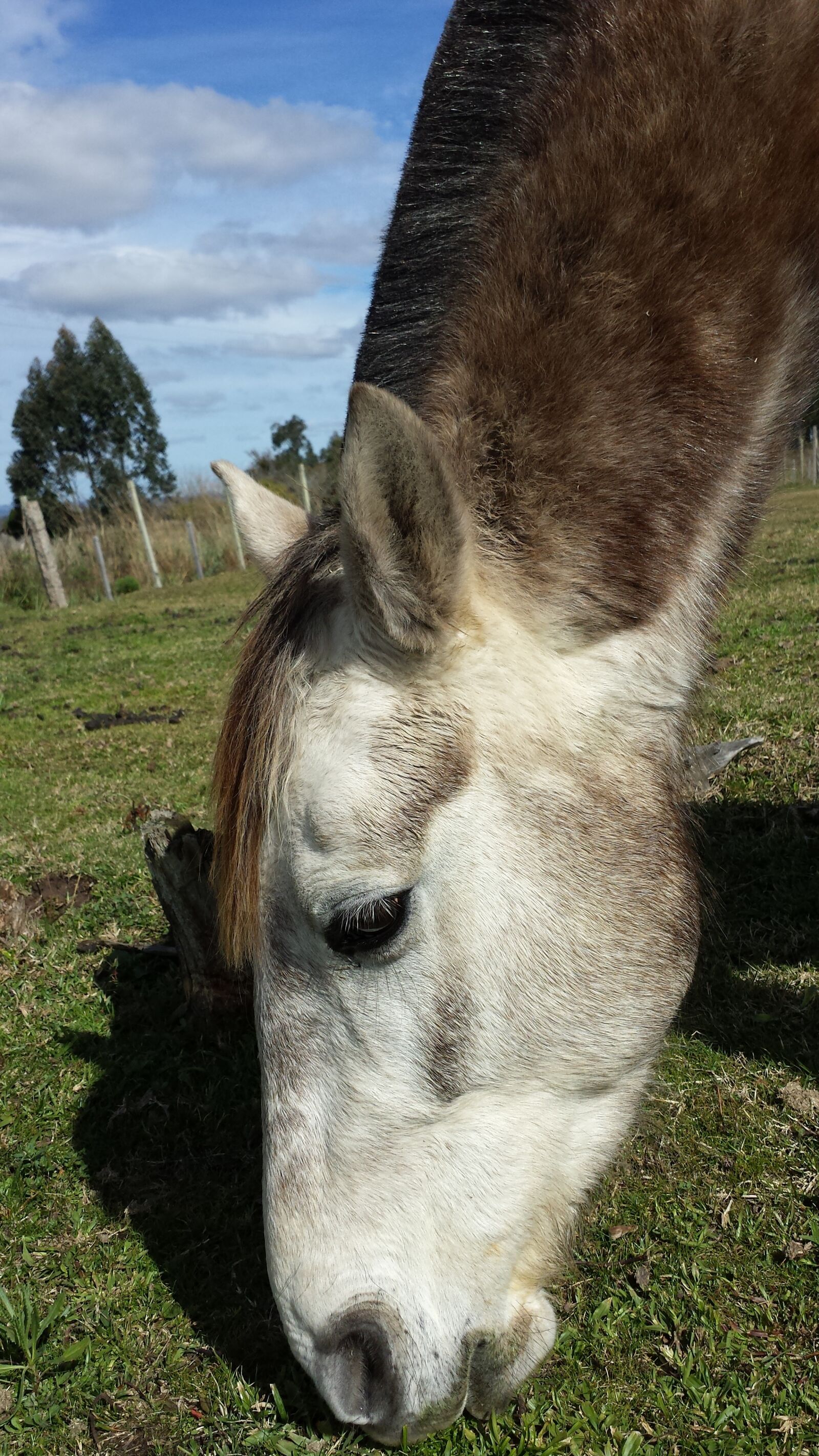 Samsung Galaxy S4 sample photo. Horse, horse head, farm photography