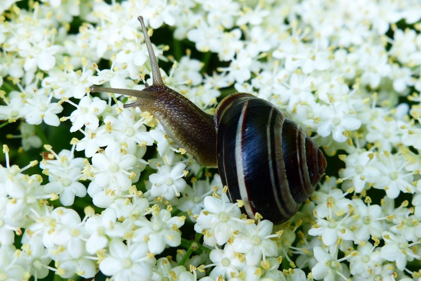 Panasonic Lumix DMC-FZ200 sample photo. Animals, invertebrates, molluscs photography