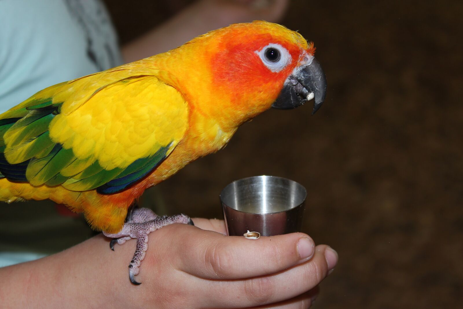 Canon EOS 1200D (EOS Rebel T5 / EOS Kiss X70 / EOS Hi) sample photo. Parrot, color, bird photography