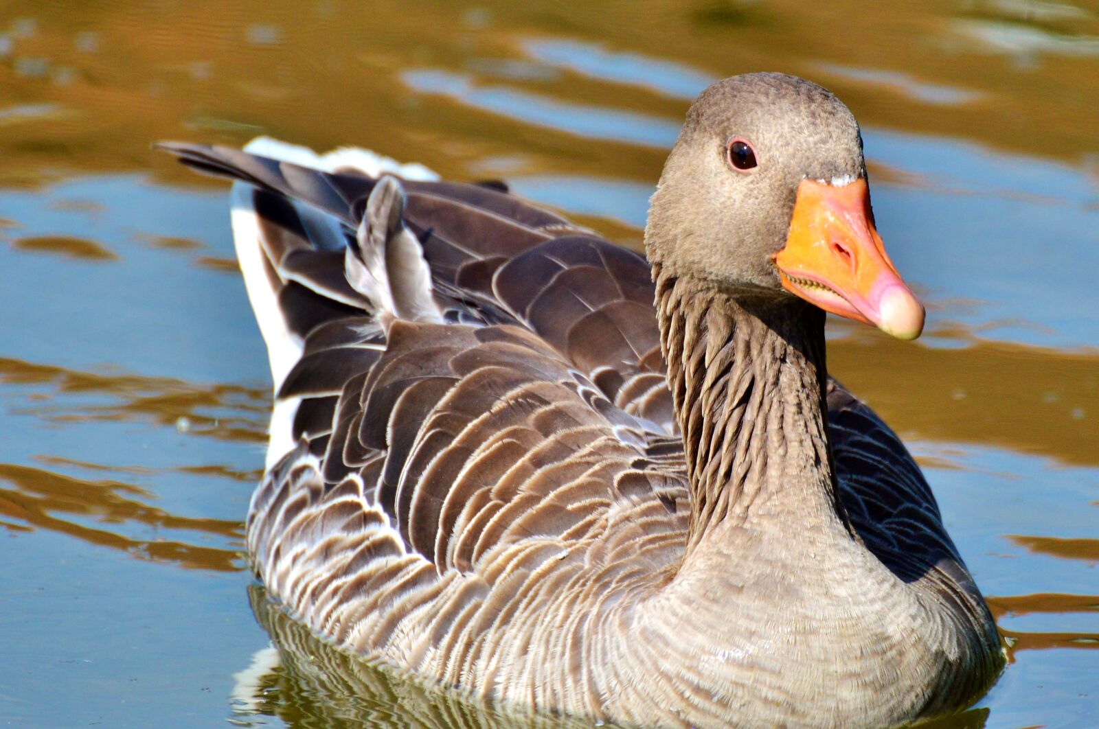 Nikon D3200 sample photo. Wild goose, goose, bird photography