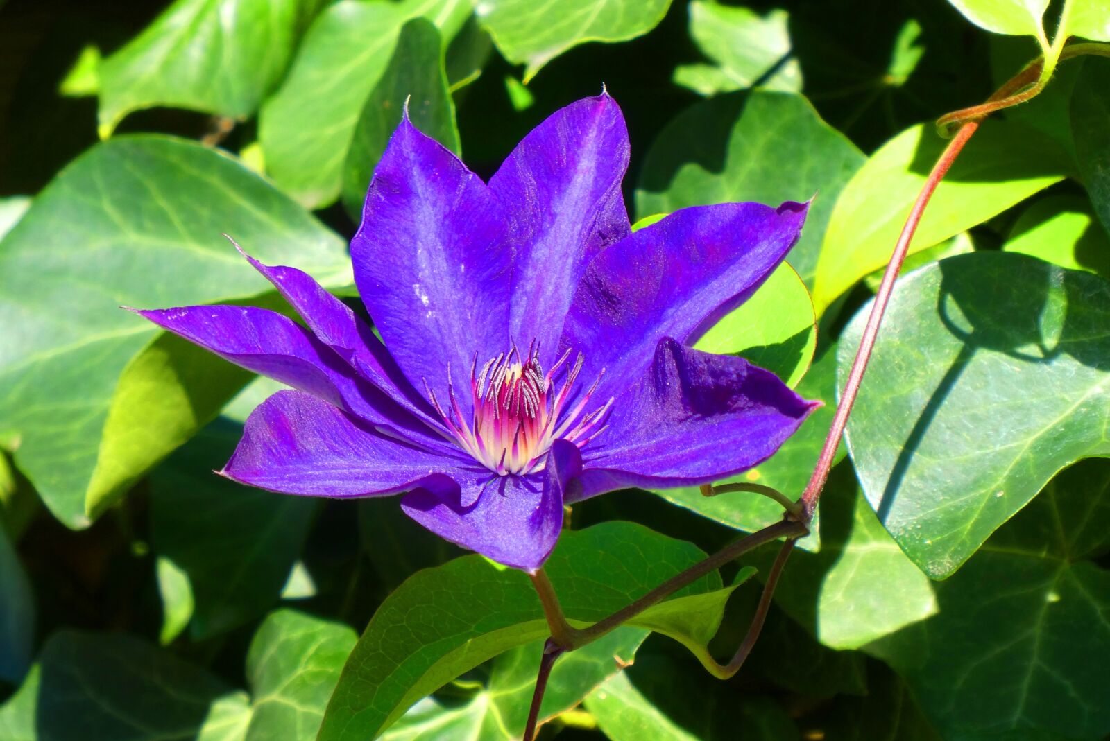 Panasonic Lumix DC-ZS70 (Lumix DC-TZ90) sample photo. Flower, bloom, blossom photography