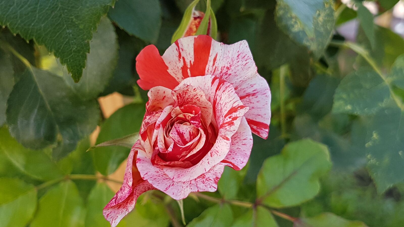 Samsung Galaxy S7 Edge sample photo. Nature, rose, pink photography