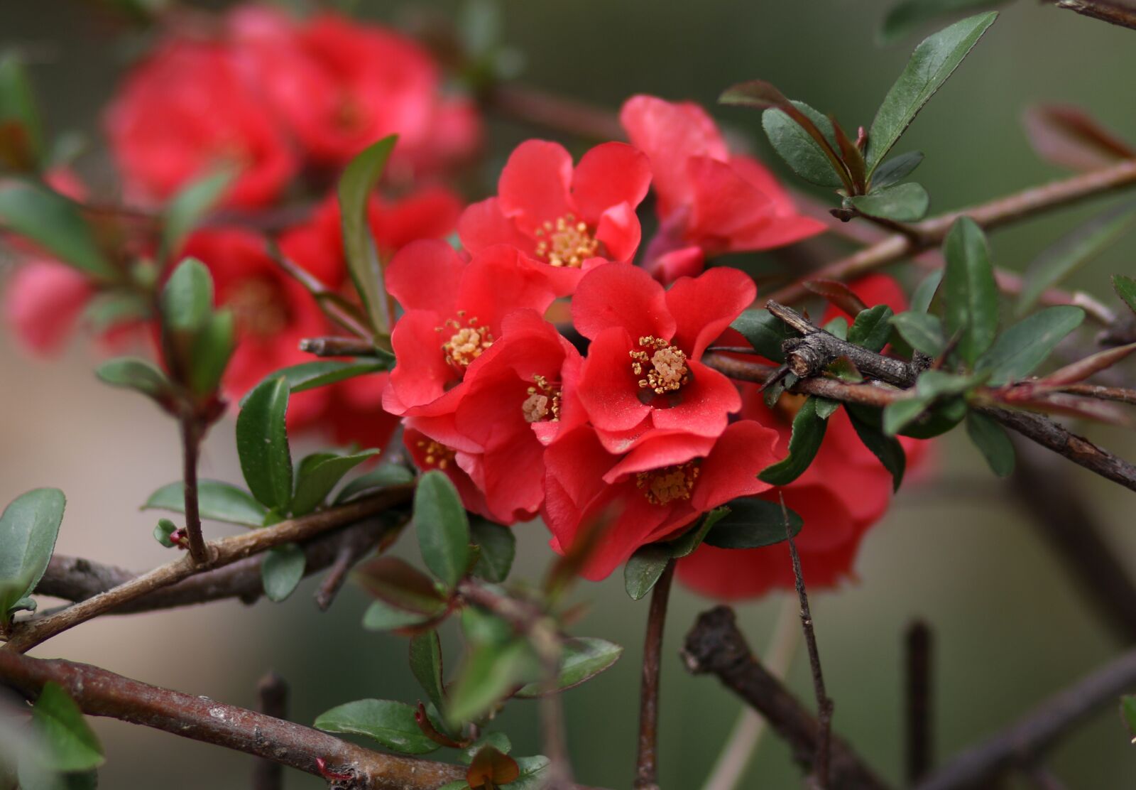 Canon EF 85mm F1.8 USM sample photo. Flower, red, casey photography