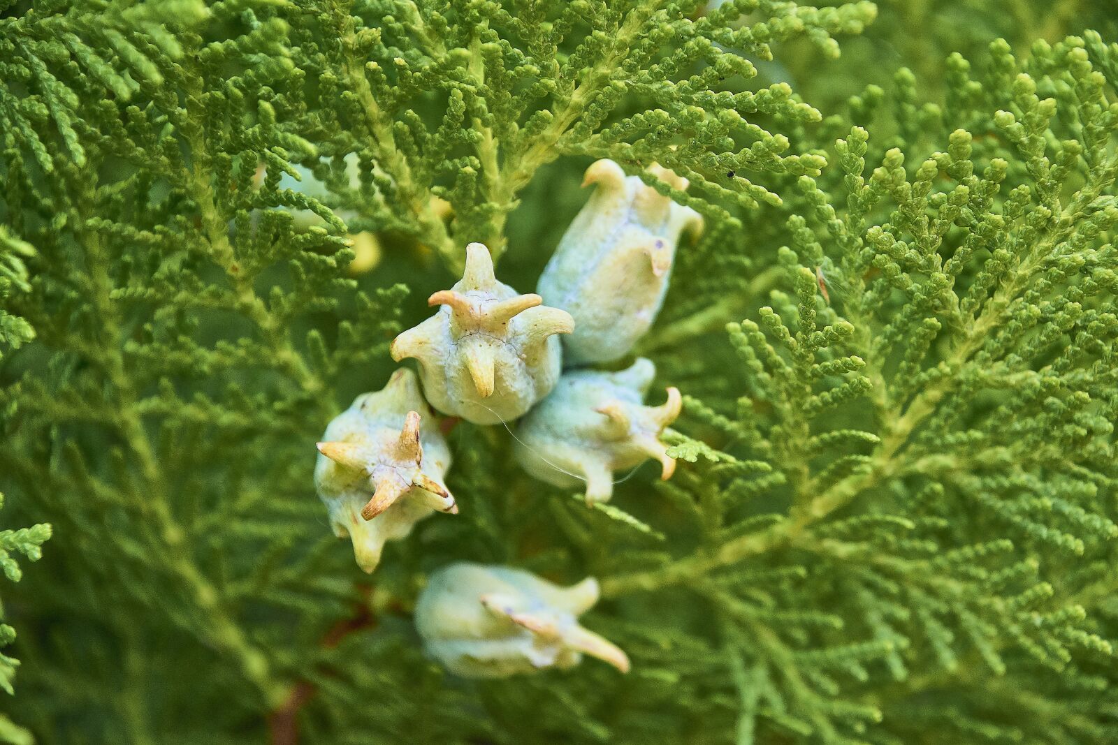 Nikon D7200 sample photo. Shrub, garden, outbreak photography