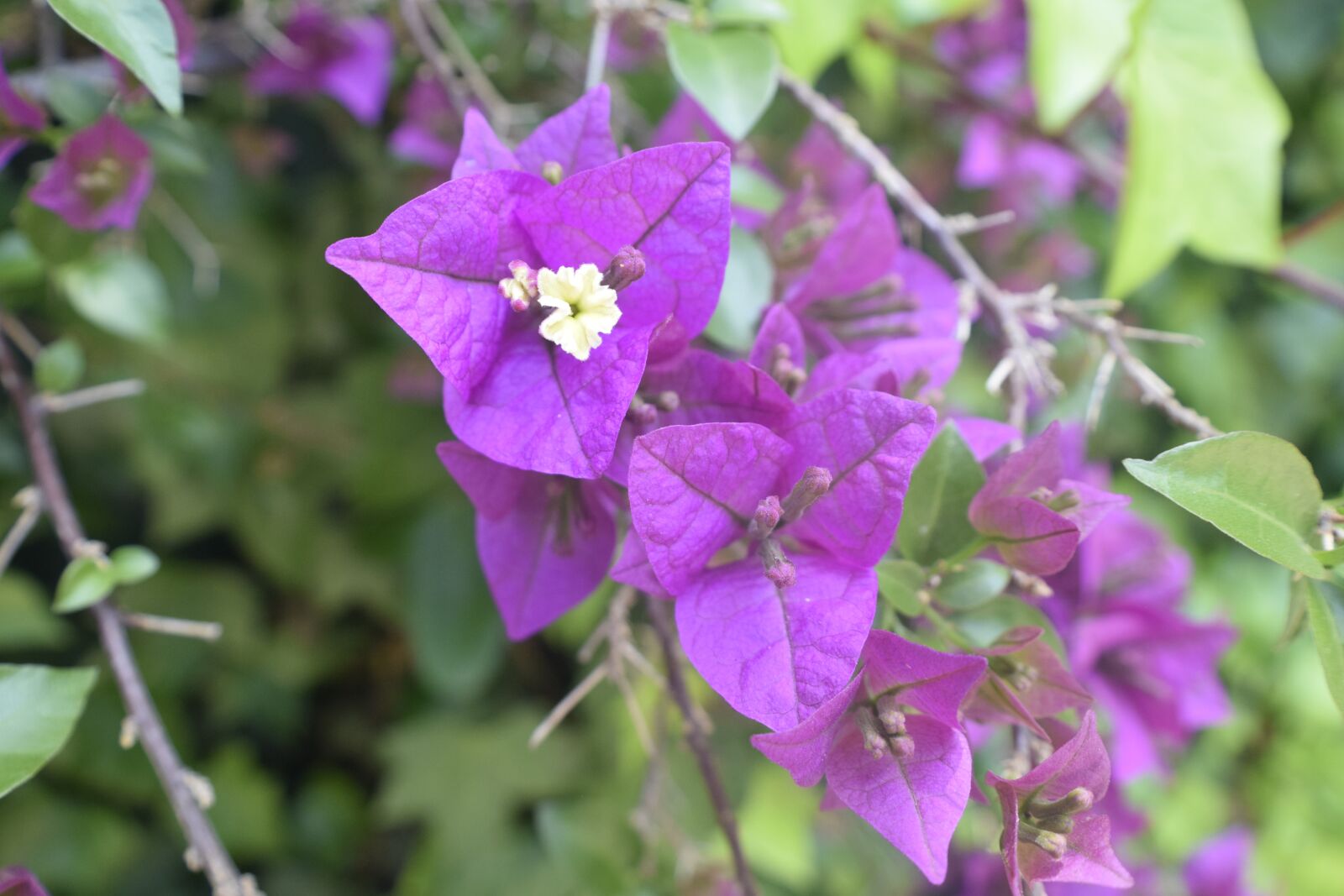 Nikon D3300 sample photo. Flower, nature, floral photography