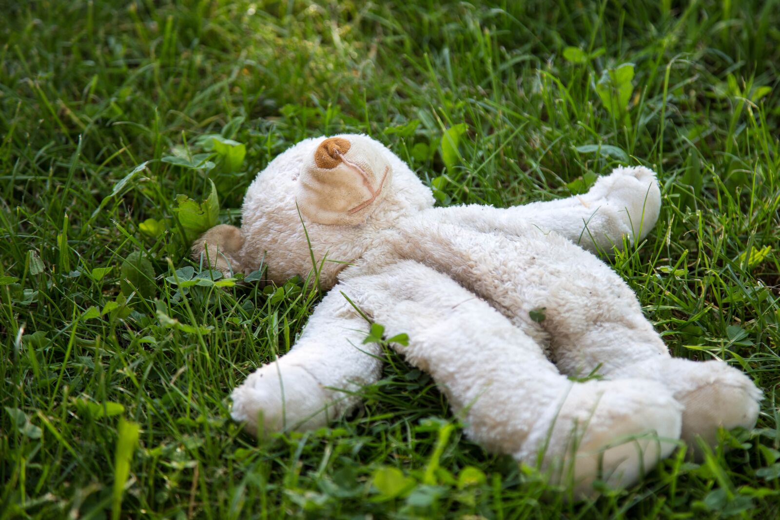 Canon EOS 6D + Canon EF 24-105mm F4L IS USM sample photo. Teddy bear, toys, plush photography