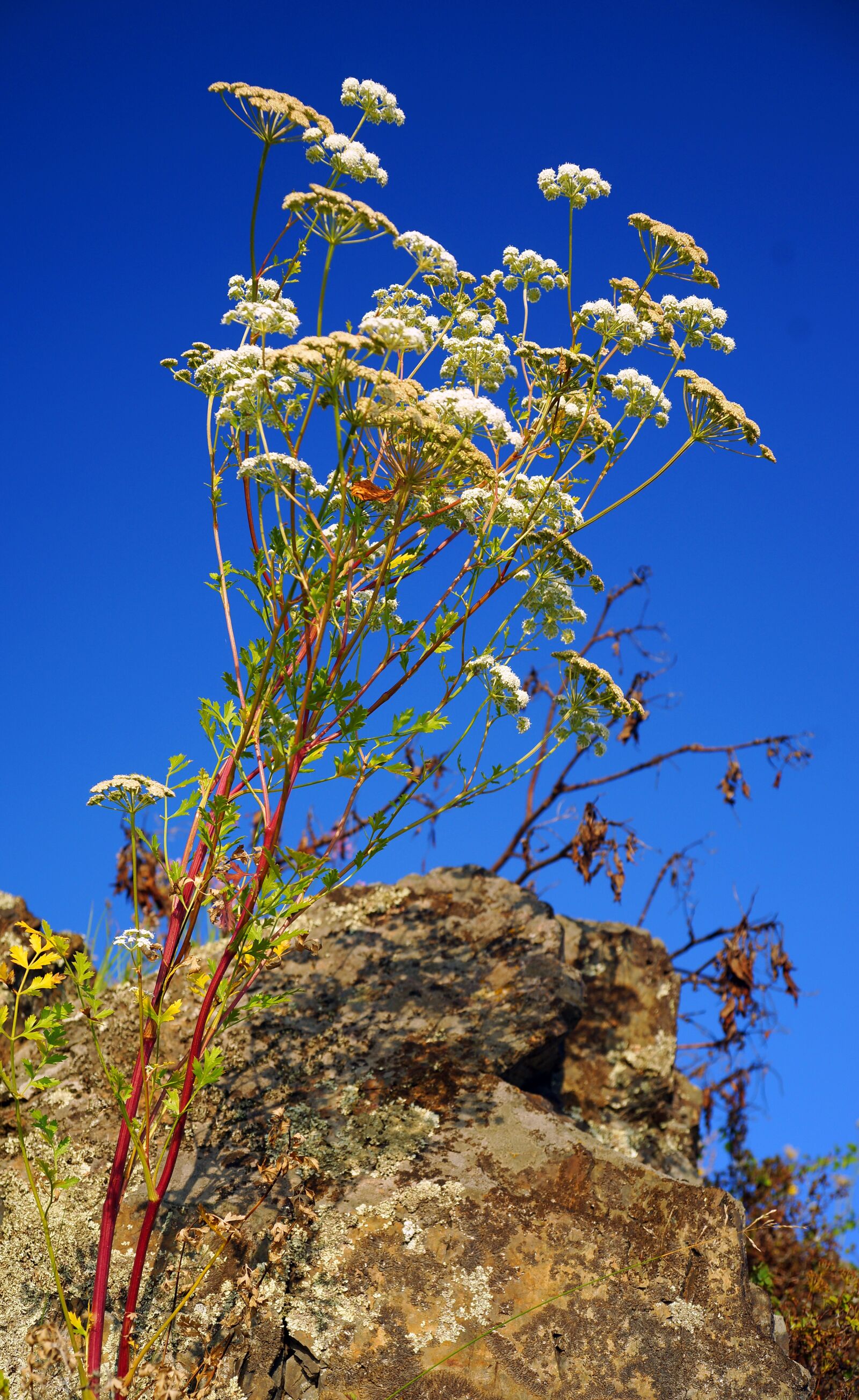 Sony Alpha DSLR-A850 sample photo. Flowers, rocks, mountain altai photography