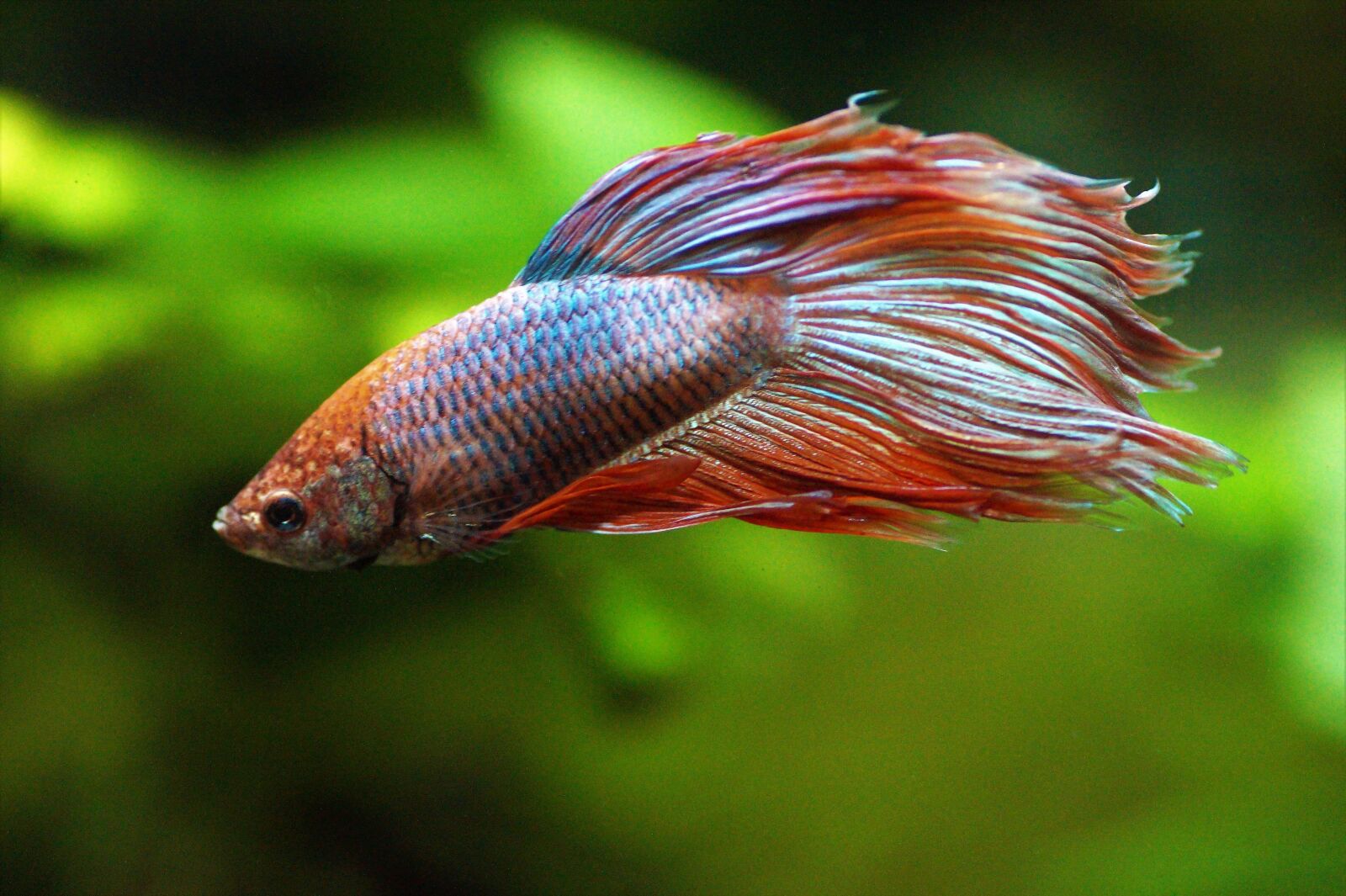 Sony SLT-A58 sample photo. Betta, warrior, beta photography