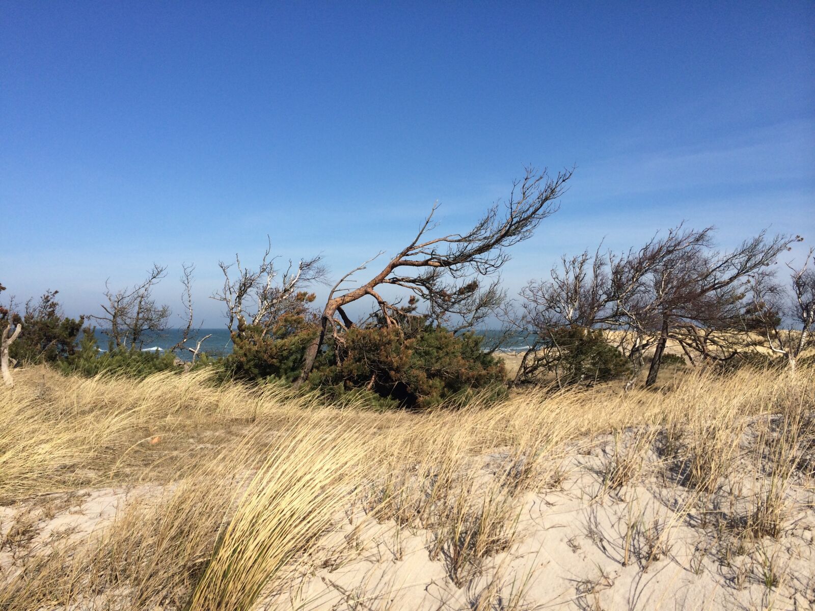 iPhone 5s back camera 4.12mm f/2.2 sample photo. Dune, beach, baltic sea photography
