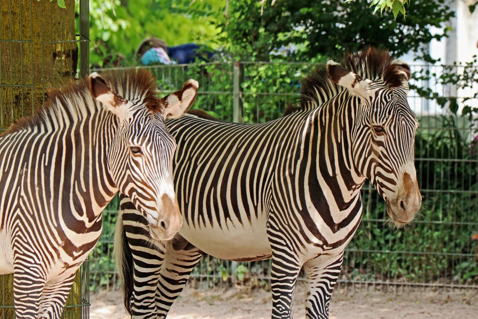 Canon EOS 80D sample photo. Zebra, zoo, animal photography