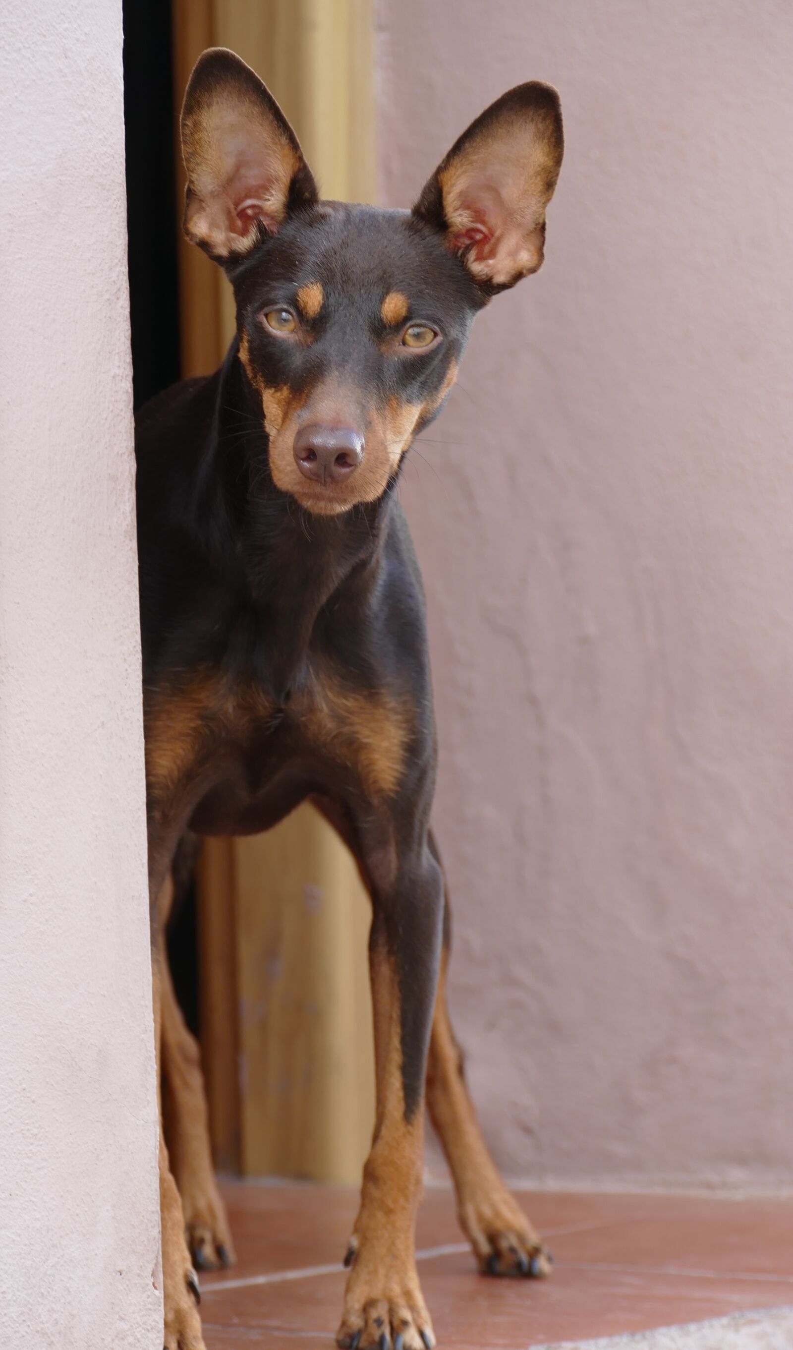 Panasonic Lumix DMC-FZ1000 sample photo. Dog, pet, mammal photography