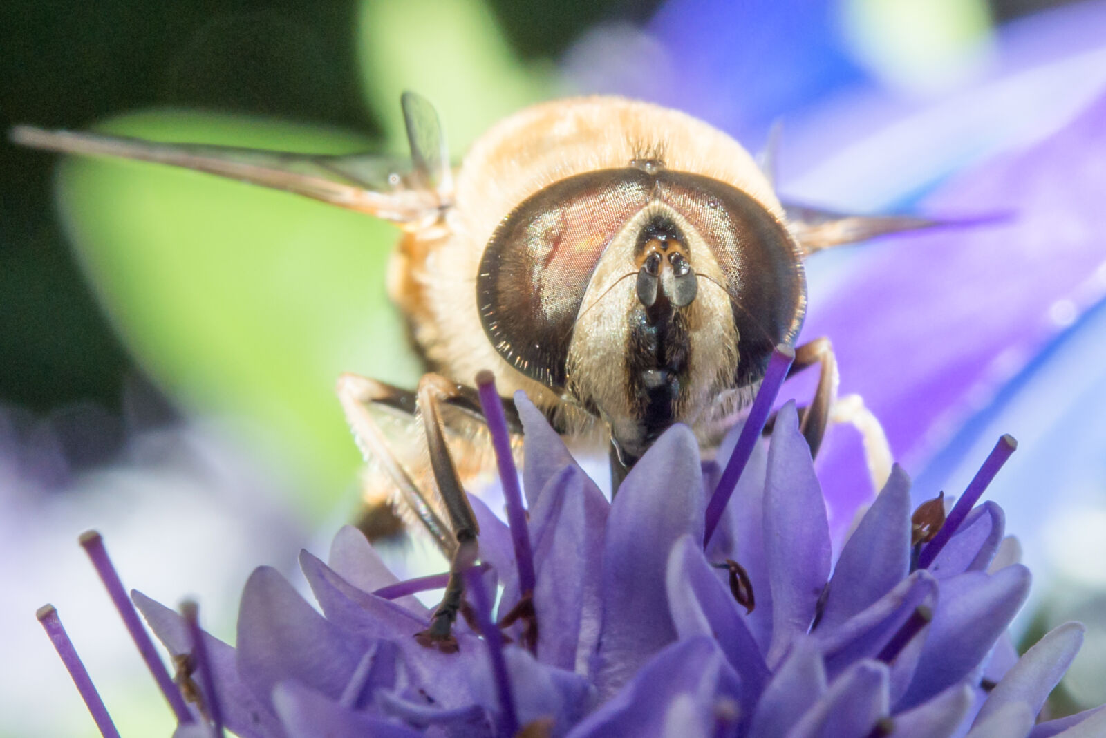Nikon D600 sample photo. Animal, bee, eye, fauna photography