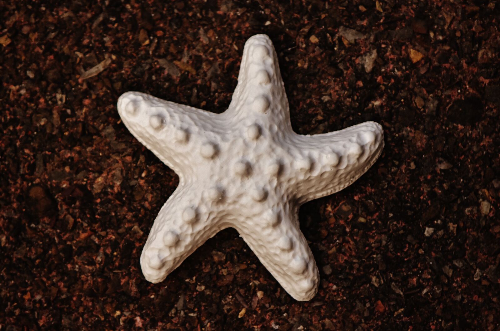 Nikon D7200 sample photo. Starfish, gypsum, blank photography
