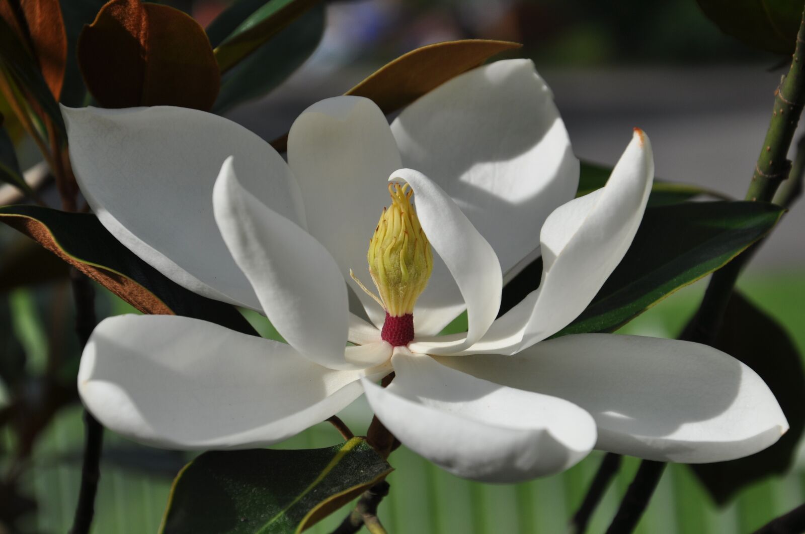 Nikon D90 sample photo. Magnolia, white, flower photography