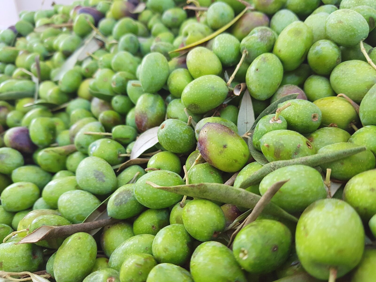 Samsung Galaxy S7 sample photo. Food, green, olives photography